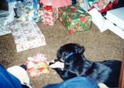 bretts-xmas-spike197